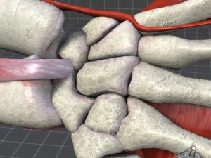 human wrist bone structure 3D Model