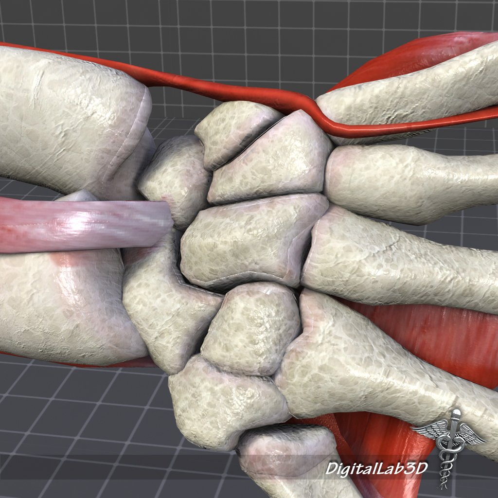 Bone 3d. Bone 3d max. кость 3d model. hand wrist bone looks big.