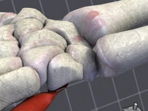 human wrist bone structure 3D Model