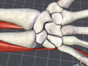 human wrist bone structure 3D Model