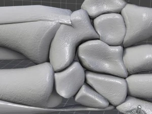 human wrist bone structure 3D Model