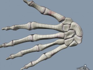 human wrist bone structure Modèle 3D