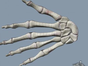 human wrist bone structure 3D Model