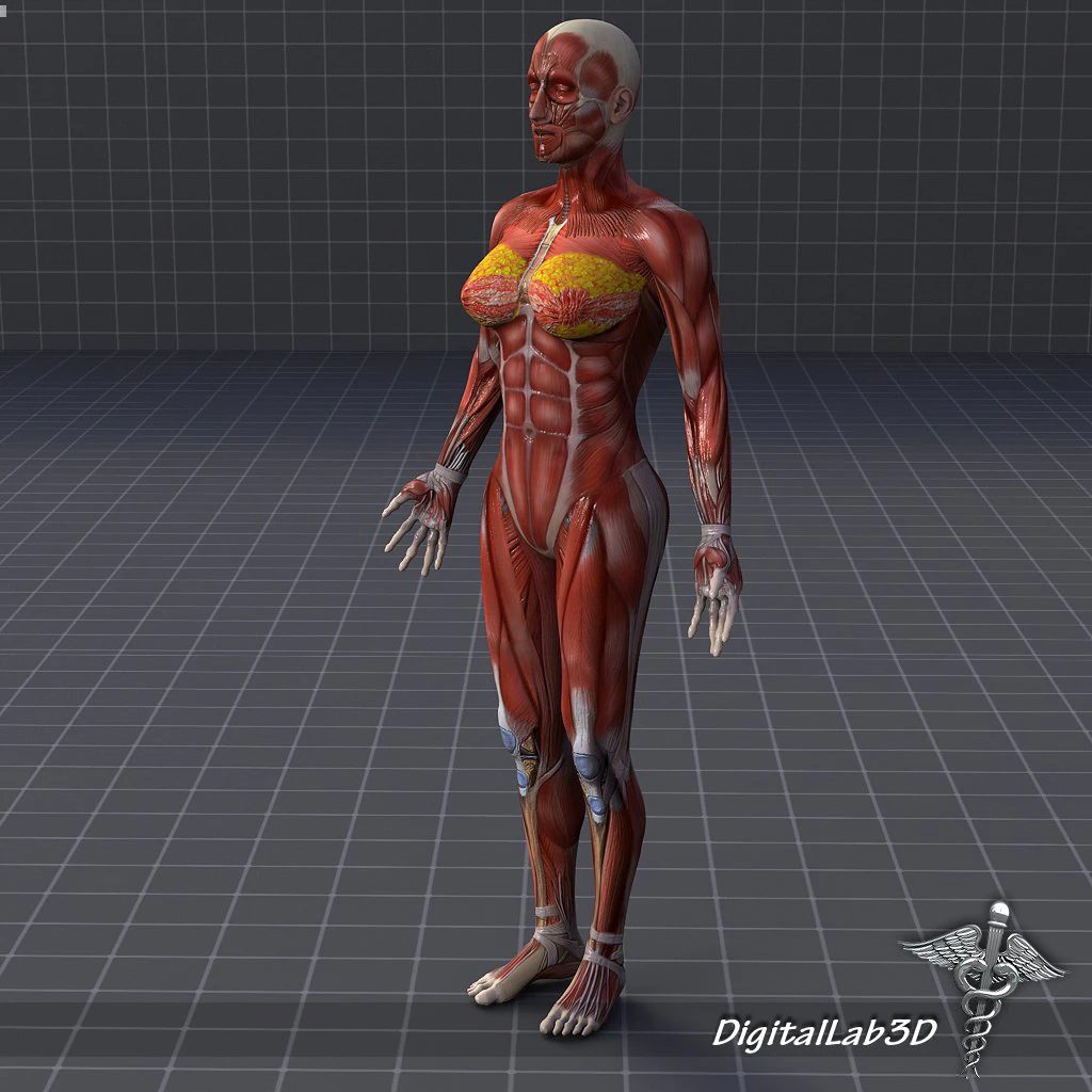 human female muscular system 3D Model .c4d .max .obj .3ds .fbx .stl .blend