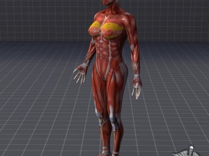 human female muscular system 3D Model