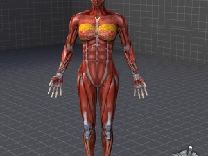 human female muscular system 3D Модель