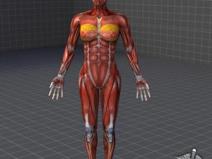 human female muscular system 3D Model