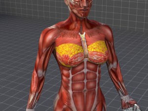 human female muscular system 3D Модель