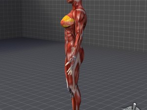 human female muscular system 3D Модель