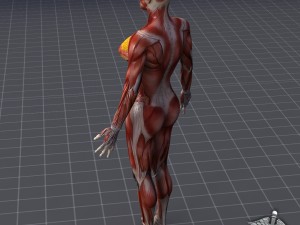 human female muscular system 3D Модель