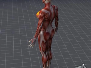 human female muscular system 3D Model