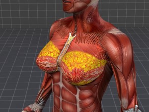 human female muscular system 3D Модель