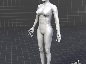 human female muscular system 3D Модель