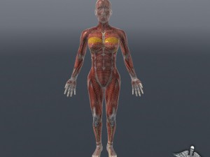 human female muscular system 3D Модель