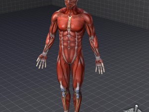 human male muscular system 3D Model