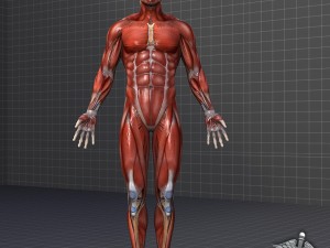 human male muscular system 3D Model
