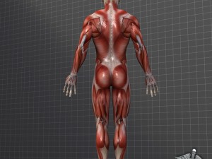 human male muscular system 3D Model