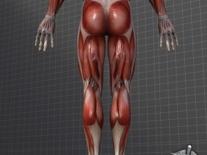 human male muscular system 3D Model