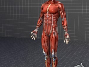 human male muscular system 3D Model