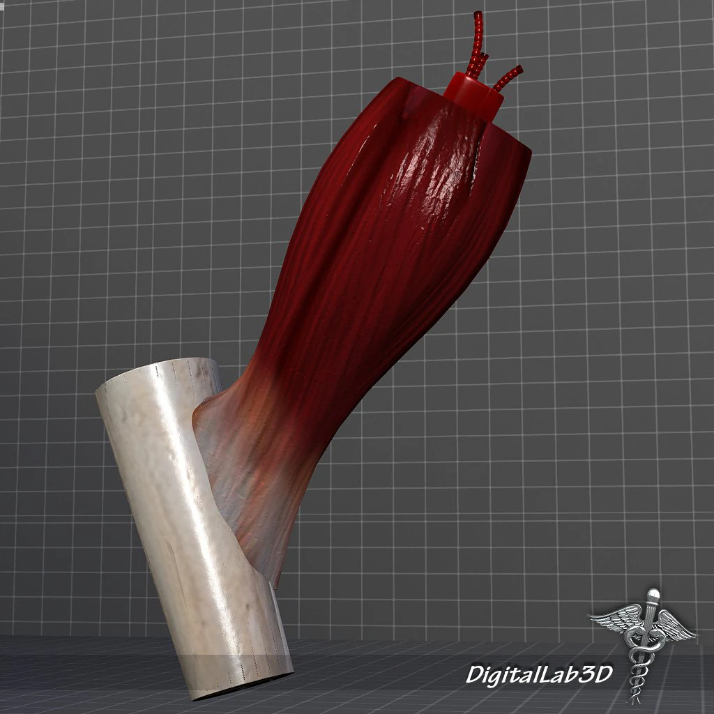 muscle tissue 3D Model .c4d .max .obj .3ds .fbx .stl .blend 