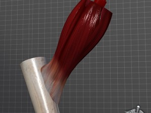 muscle tissue 3D Model