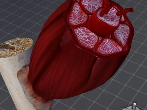 muscle tissue 3D Model