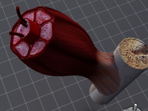 muscle tissue 3D Модель