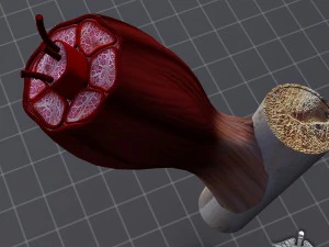 muscle tissue 3D Model