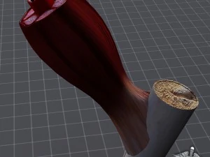 muscle tissue 3D Model
