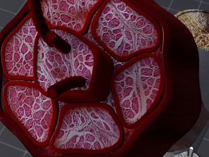 muscle tissue 3D Модель