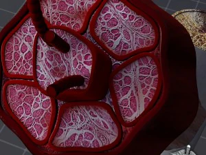 muscle tissue 3D Model