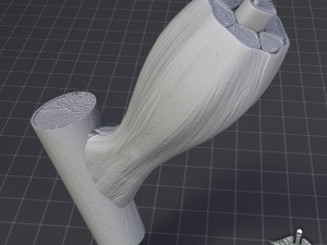 muscle tissue 3D Модель