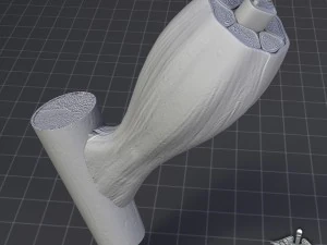 muscle tissue 3D Model