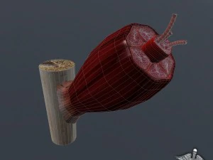 muscle tissue 3D Model