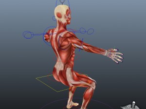 rigged - human female muscular system 3D Model