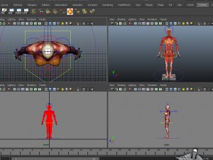 rigged - human female muscular system 3D Model