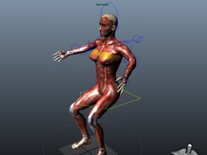 rigged - human female muscular system 3D Model