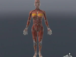 rigged - human female muscular system 3D Model