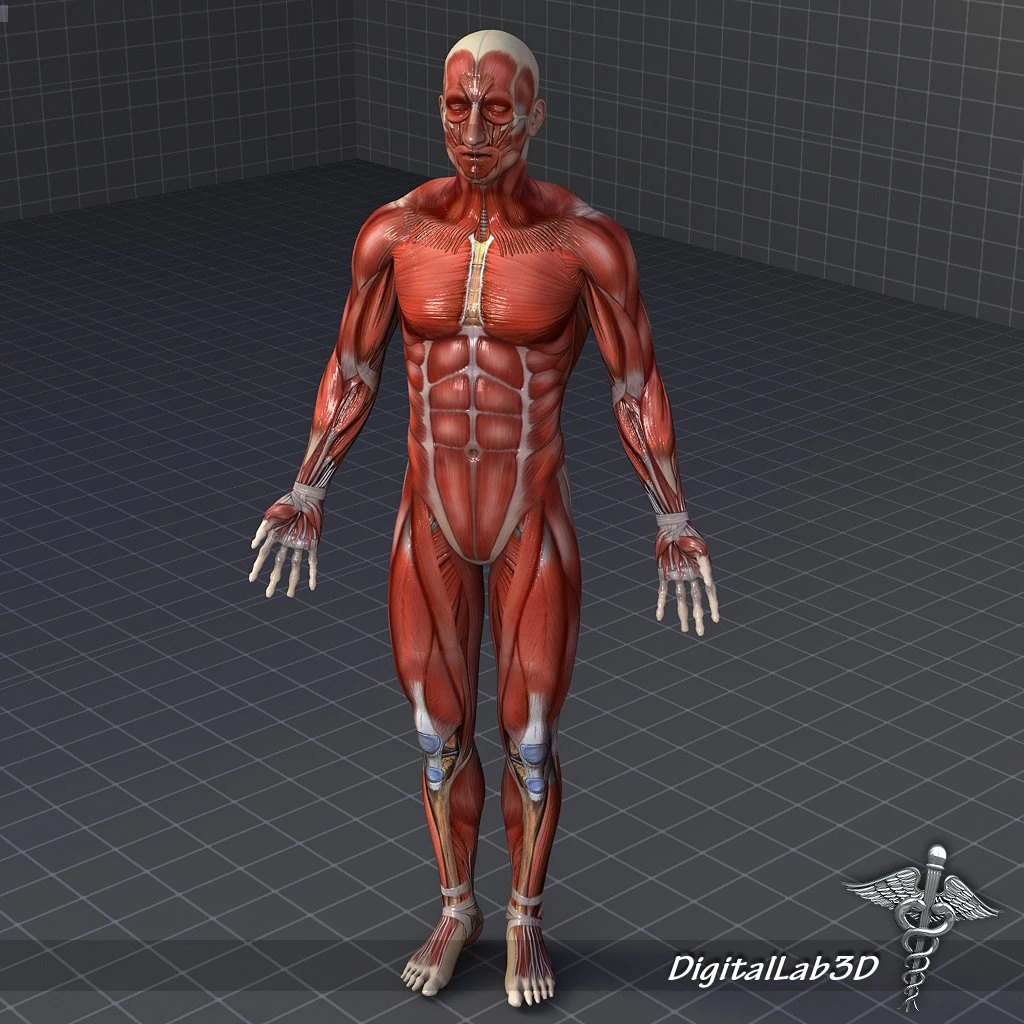 rigged - human male muscular system 3D Model .c4d .max .obj .3ds .fbx .stl .blend 