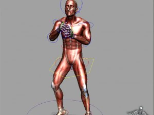 rigged - human male muscular system 3D Model