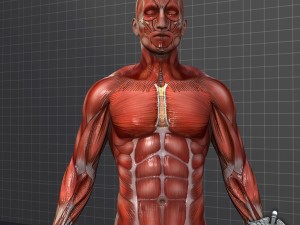 rigged - human male muscular system 3D मॉडल