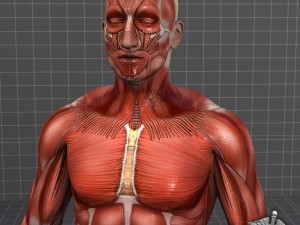 rigged - human male muscular system 3D मॉडल