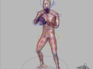 rigged - human male muscular system 3D मॉडल
