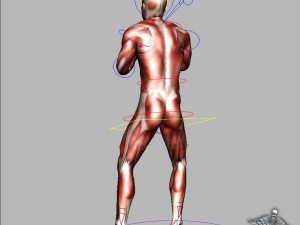 rigged - human male muscular system 3D मॉडल