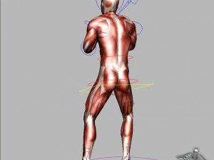 rigged - human male muscular system 3D Model