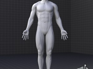 rigged - human male muscular system 3D मॉडल