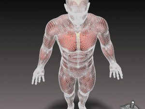 rigged - human male muscular system 3D मॉडल