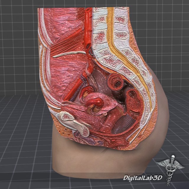 female pelvis Modèle 3D .c4d .max .obj .3ds .fbx .stl .blend 