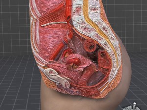 female pelvis Model 3D