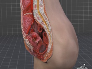 female pelvis Modèle 3D